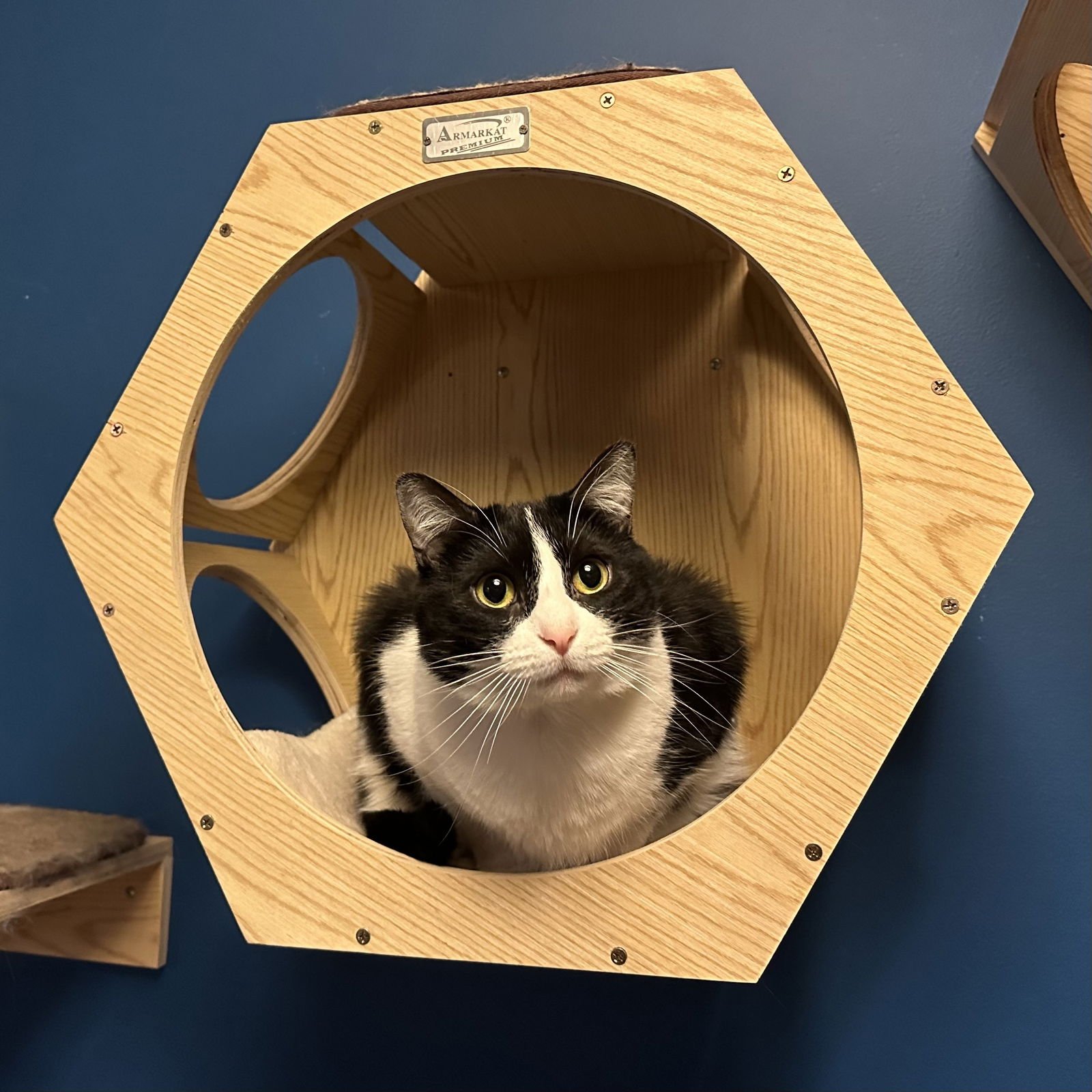 WHISKERS - Domestic Short Hair available for adoption