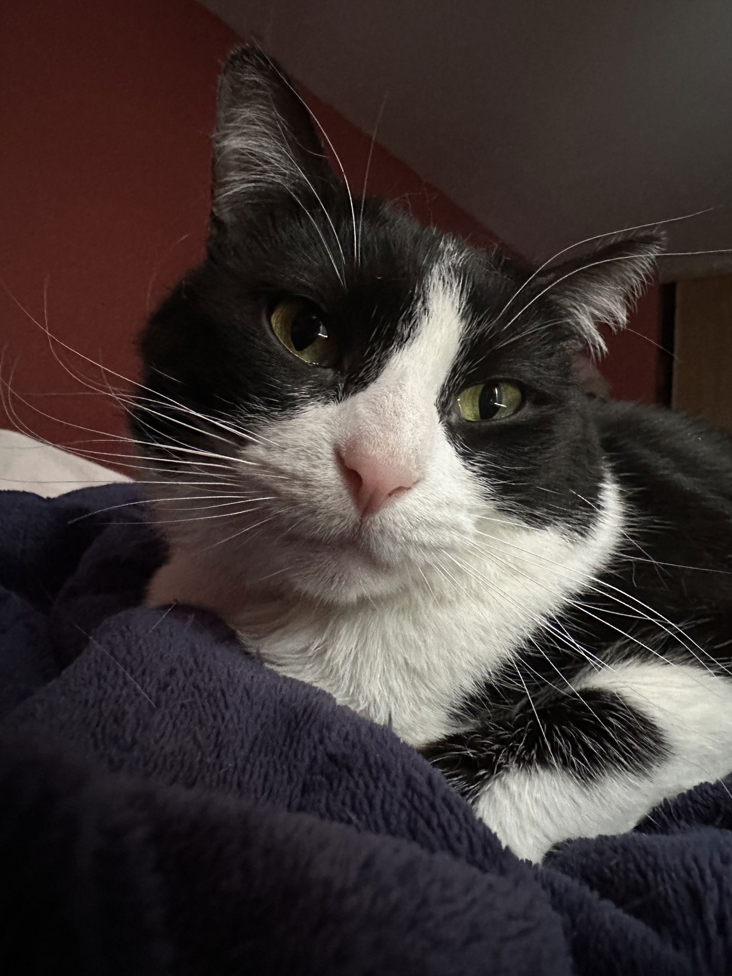 WHISKERS - Domestic Short Hair available for adoption