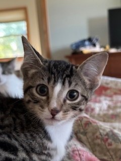 JAXIE - Domestic Short Hair available for adoption