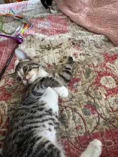 JAXIE - Domestic Short Hair available for adoption