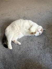 Queen of Hearts (4paw declaw) - Photo 5