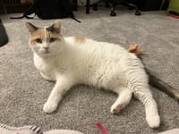Queen of Hearts (4paw declaw) - Photo 1