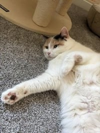 Queen of Hearts (4paw declaw) - Photo 3