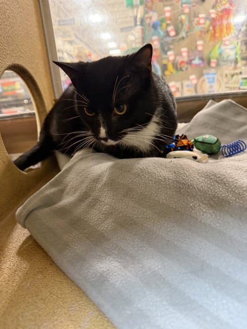 MOUSE - Domestic Short Hair for adoption in Naperville