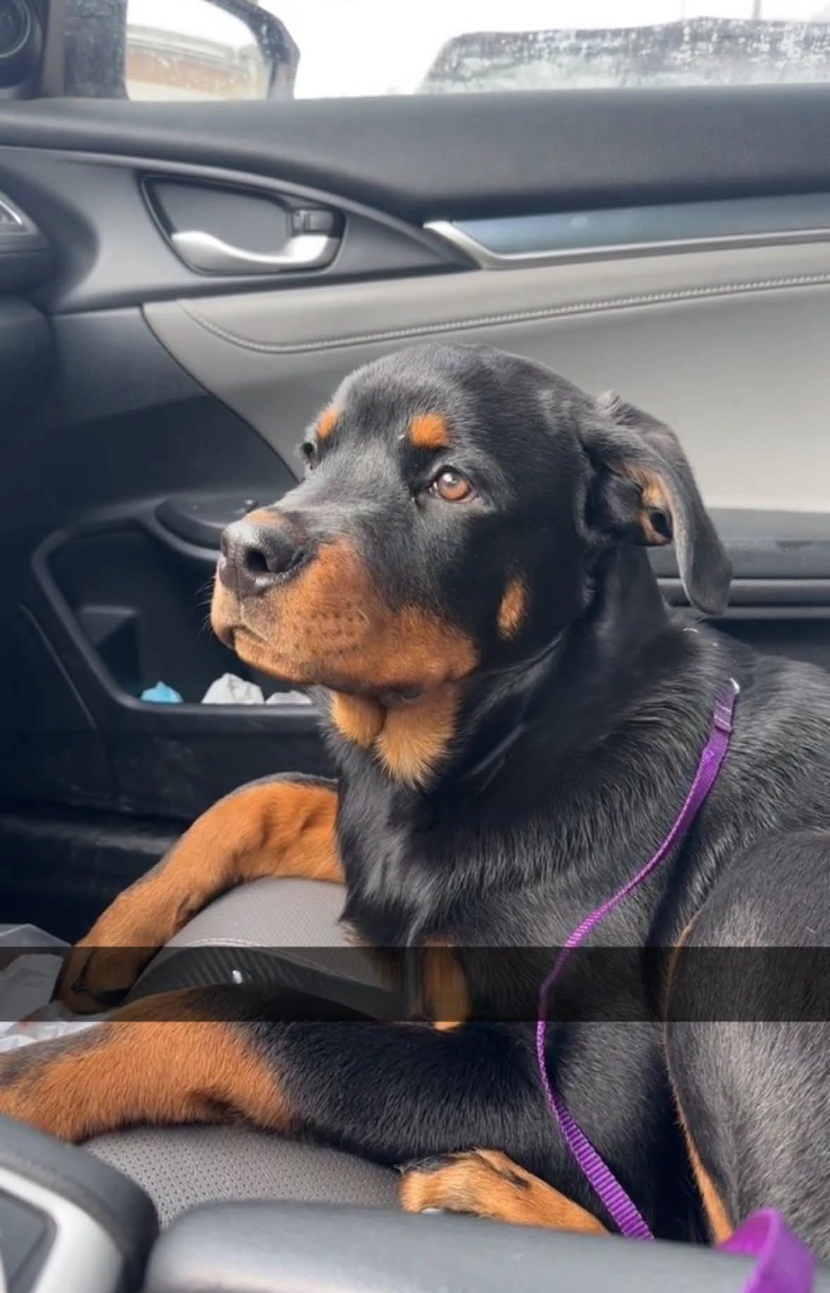 REX - Rottweiler available for adoption