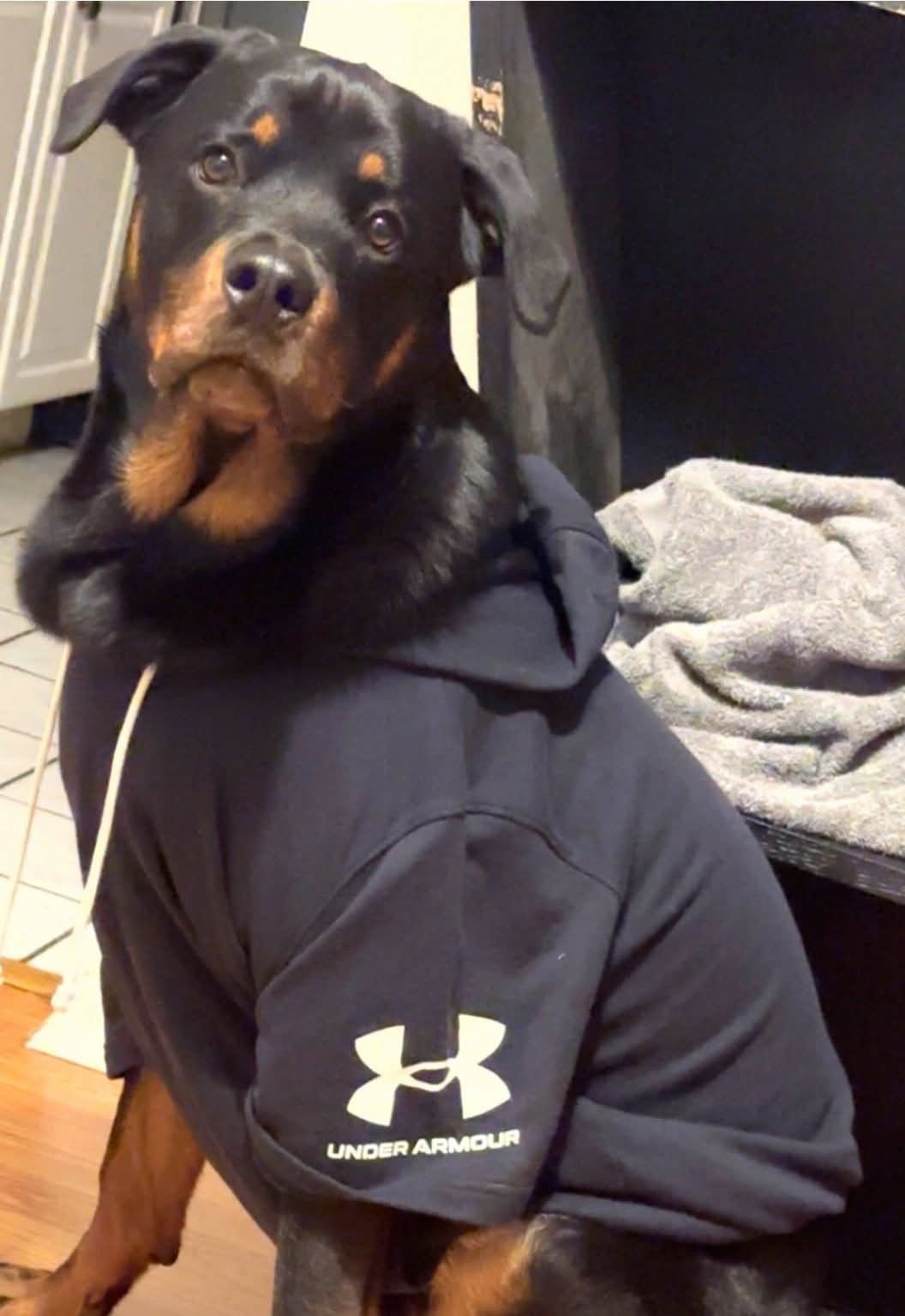 REX - Rottweiler available for adoption