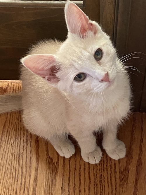 GINGER - Domestic Short Hair available for adoption