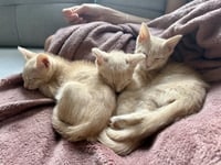 Ginger - Photo 5