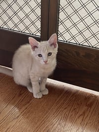 Ginger - Photo 3