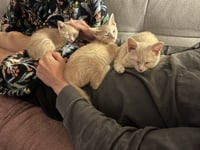 Ginger - Photo 4