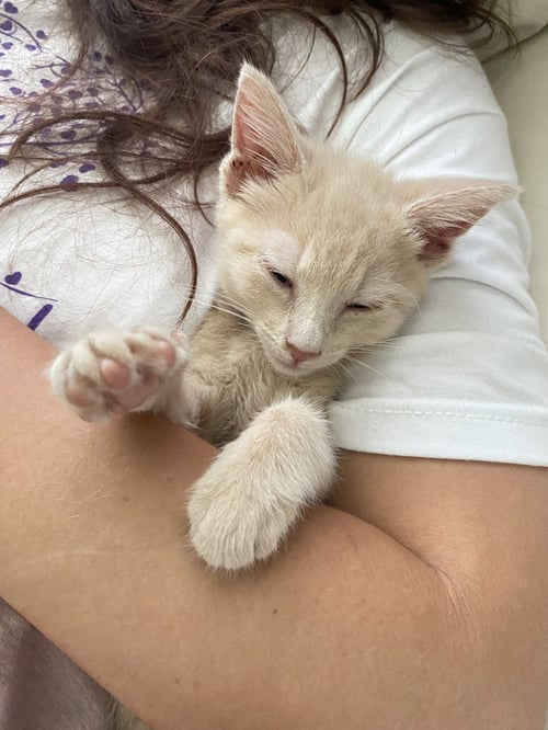 GINGER - Domestic Short Hair available for adoption