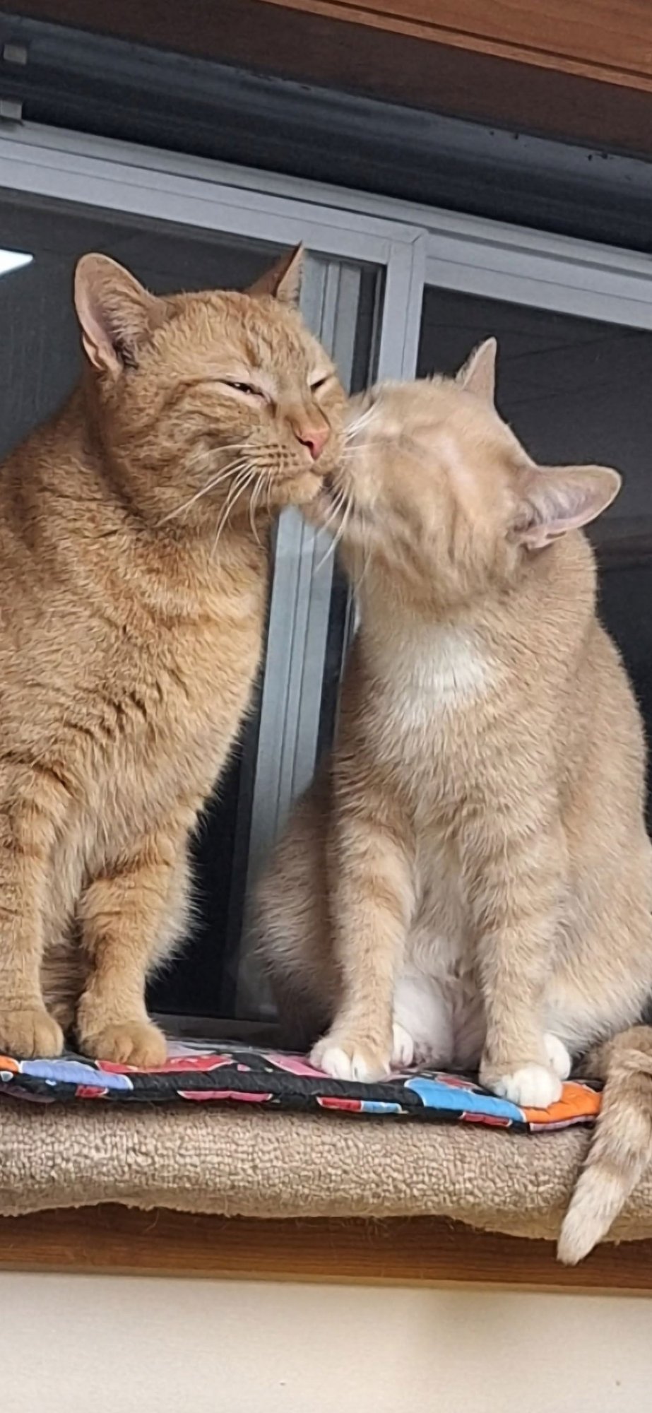 ECHO AND RELIC (BONDED PAIR) - Domestic Short Hair available for adoption