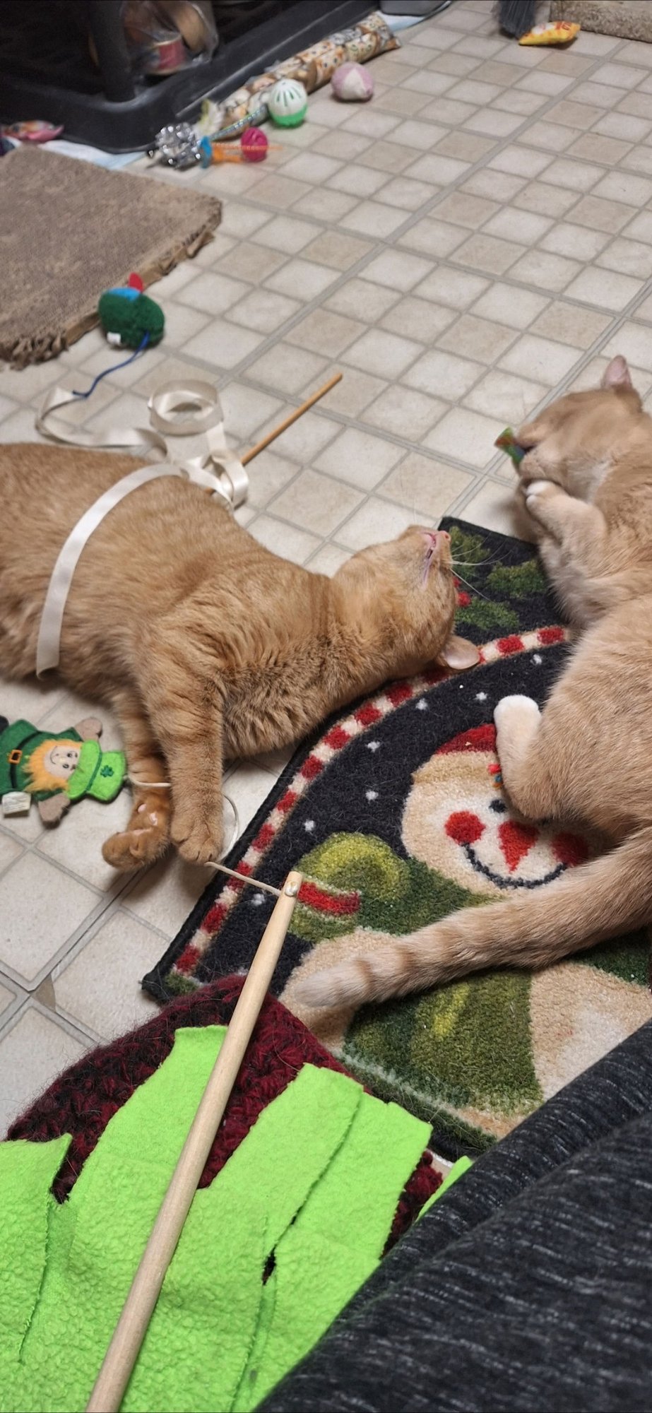 ECHO AND RELIC (BONDED PAIR) - Domestic Short Hair available for adoption