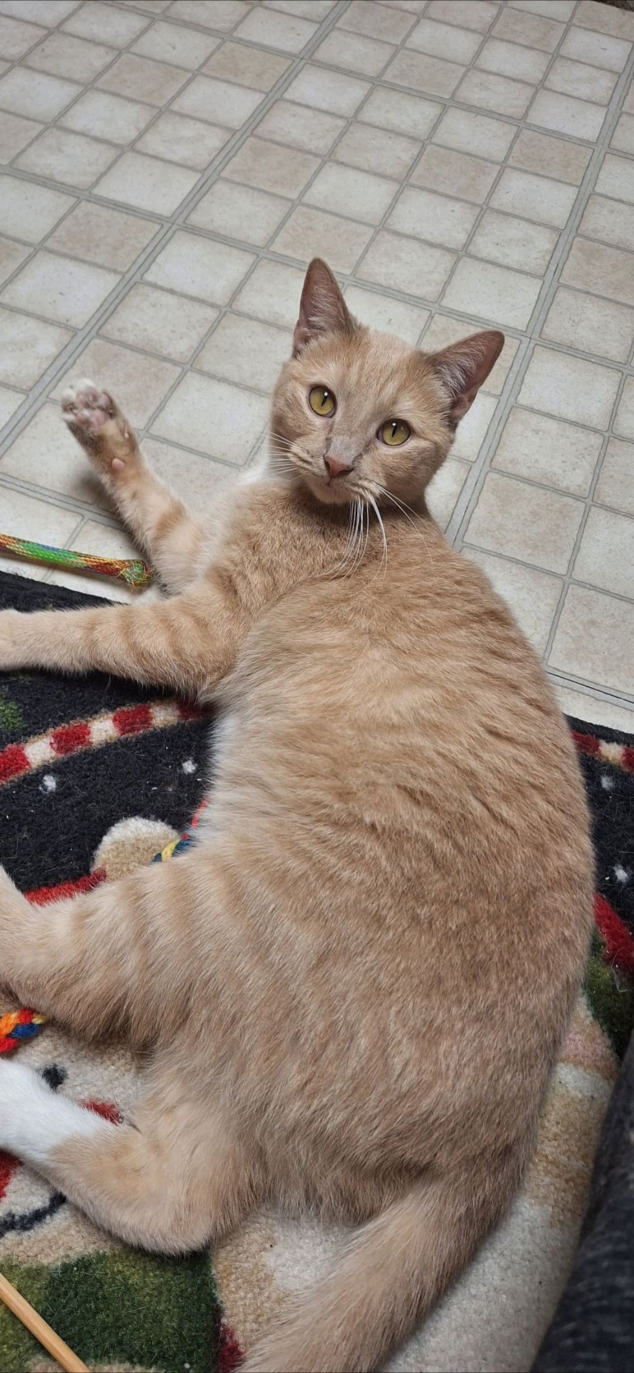 Echo and Relic (bonded pair) - Photo 3