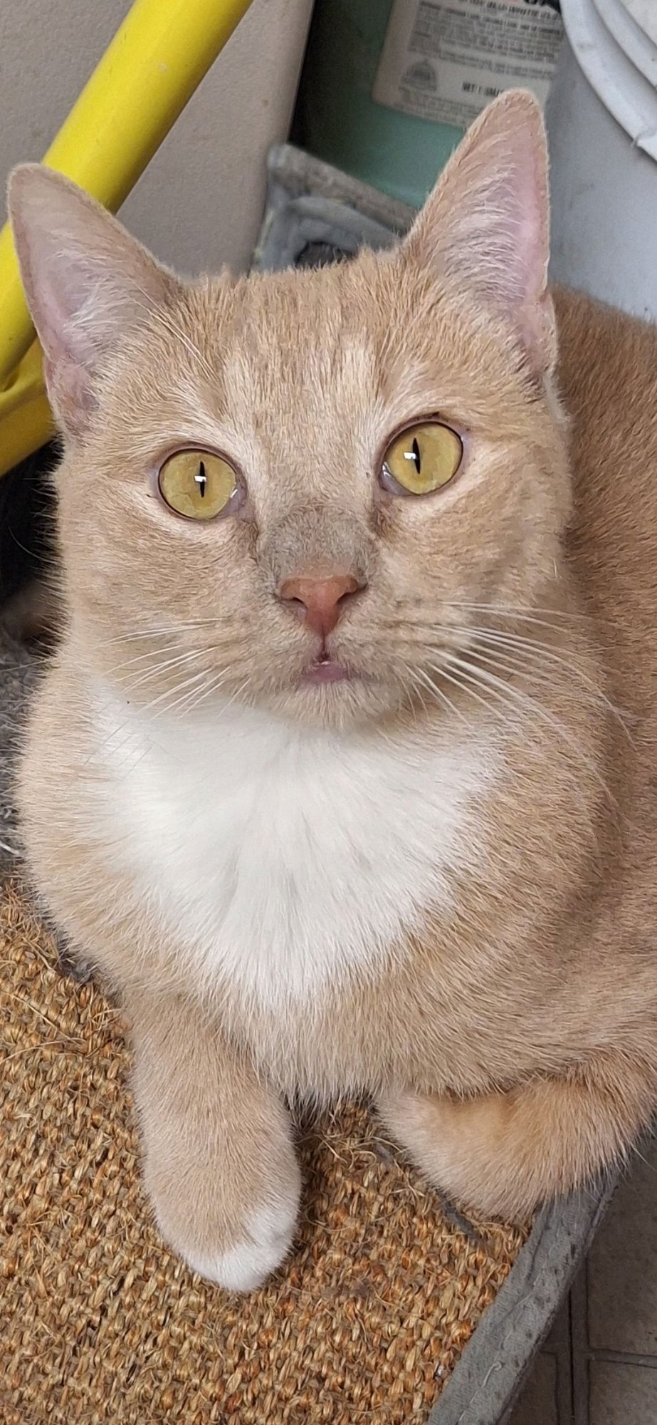 Echo and Relic (bonded pair) - Photo 4