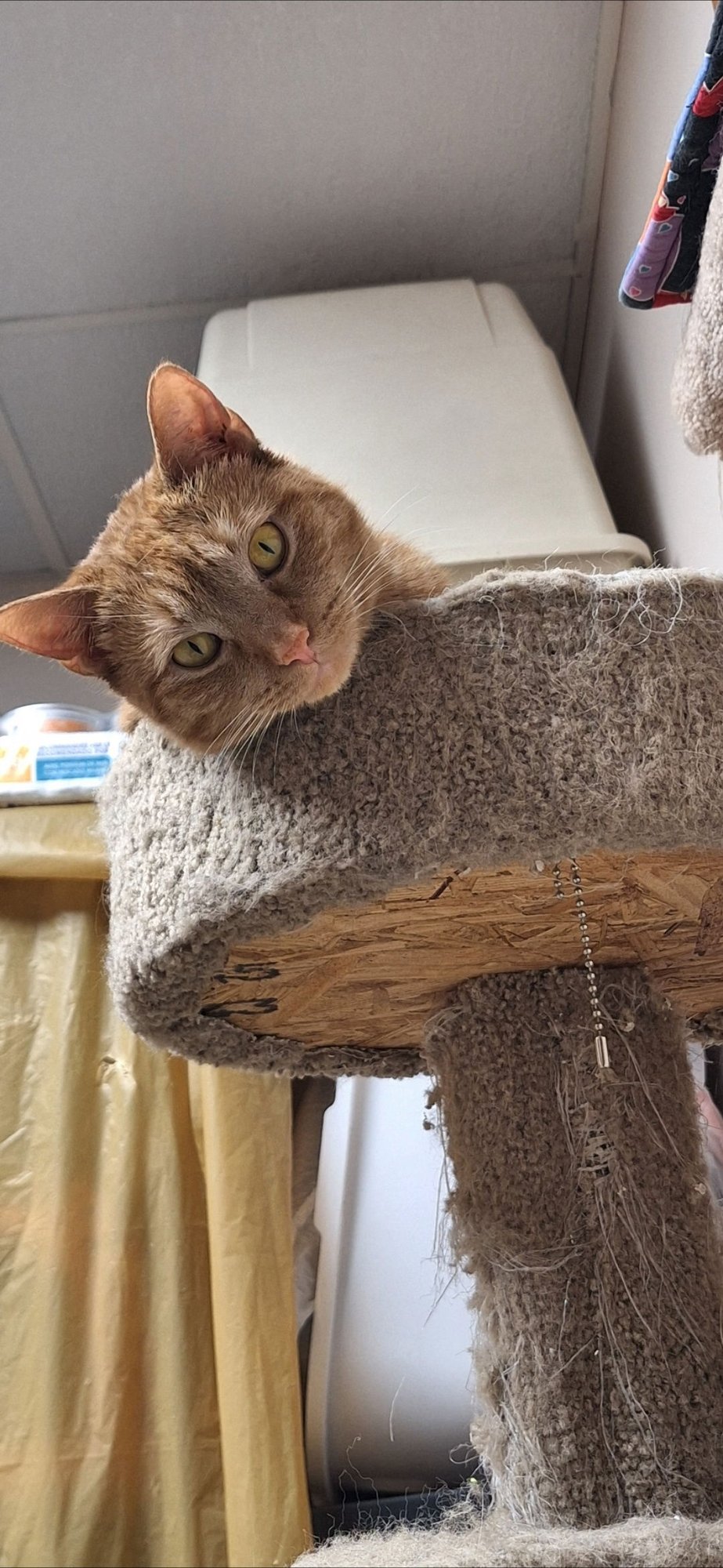 Echo and Relic (bonded pair) - Photo 5