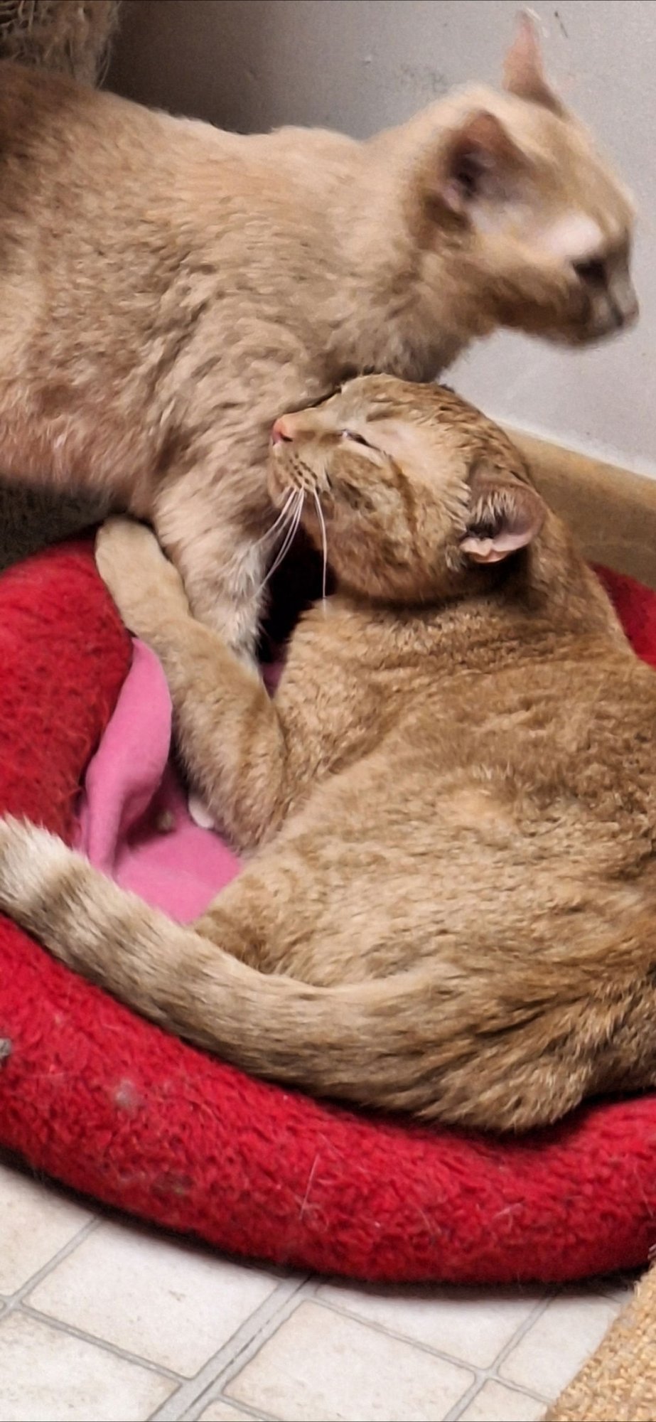 Echo and Relic (bonded pair) - Photo 6