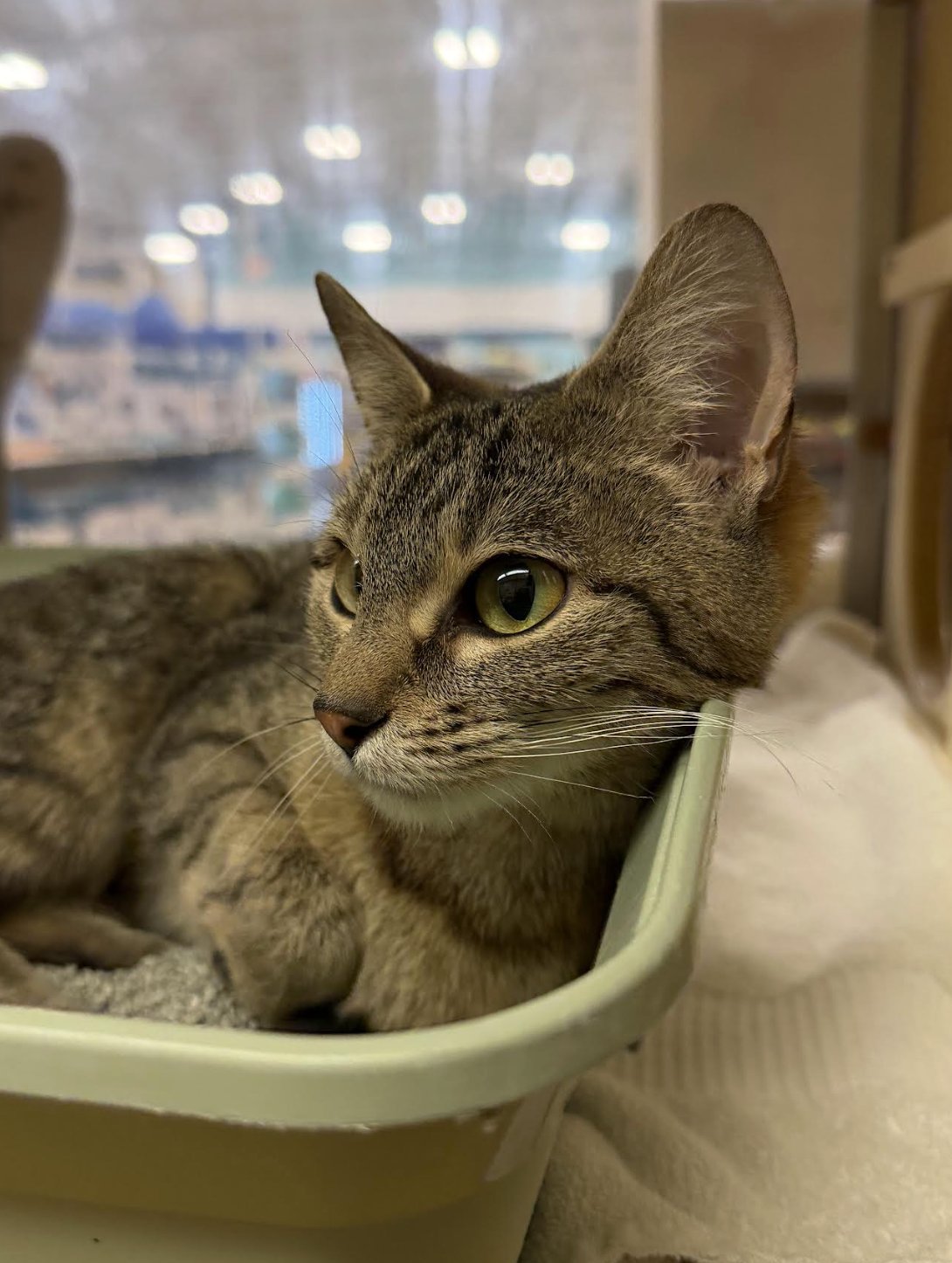 BRIDGET - Domestic Short Hair available for adoption