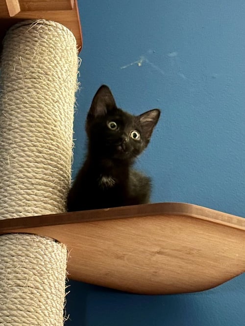 ASTRA - Domestic Short Hair available for adoption