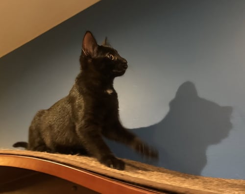 ASTRA - Domestic Short Hair available for adoption