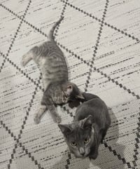 Tuesday & Murdock (*bonded pair) - Photo 6