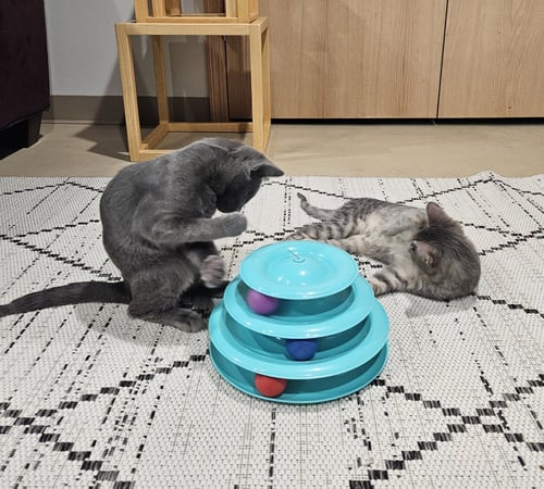 TUESDAY & MURDOCK (*BONDED PAIR) - Domestic Short Hair available for adoption