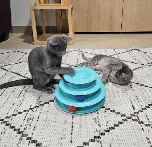 TUESDAY & MURDOCK (*BONDED PAIR) - Domestic Short Hair available for adoption