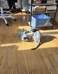 Tuesday & Murdock (*bonded pair) - Photo 3