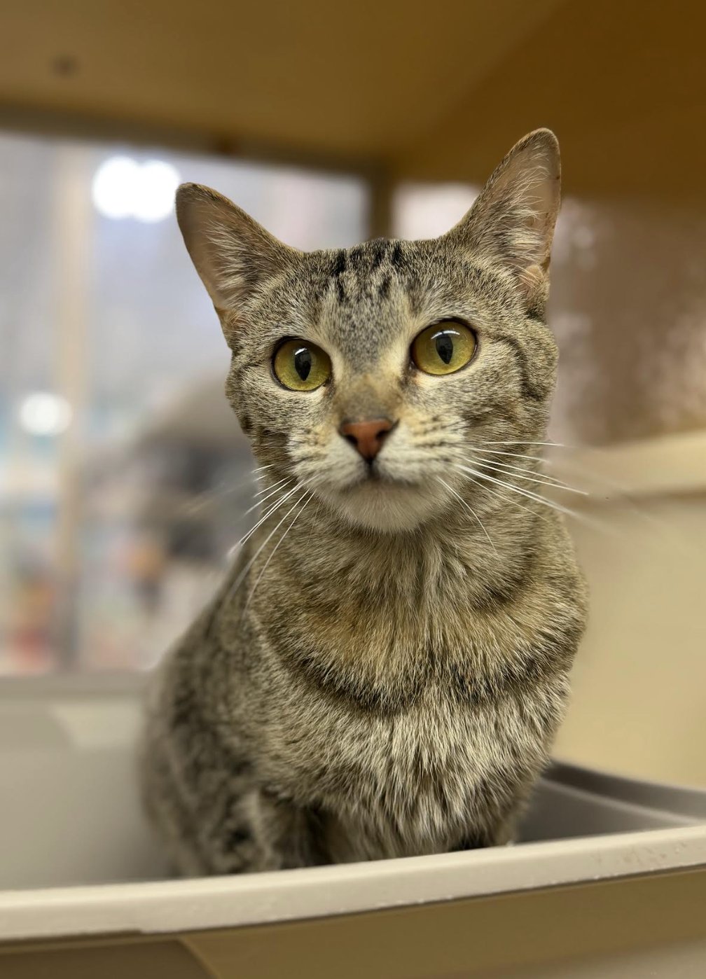 LIBERTY - Domestic Short Hair available for adoption