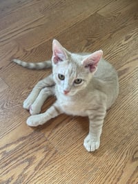 Cinnamon & Paprika (*bonded pair) - Photo 3
