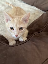 Cinnamon & Paprika (*bonded pair) - Photo 4