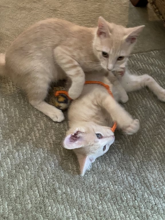 Cinnamon & Paprika (*bonded pair) Image