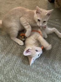Cinnamon & Paprika (*bonded pair) - Photo 1