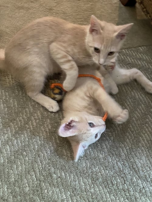 CINNAMON & PAPRIKA (*BONDED PAIR) - Domestic Short Hair available for adoption