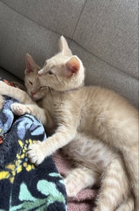 Cinnamon & Paprika (*bonded pair) - Photo 2