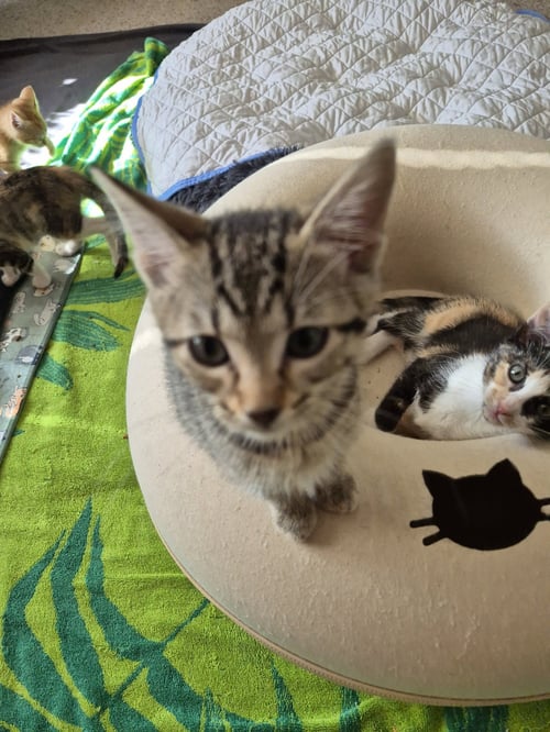 FLANNEL - Domestic Short Hair for adoption in Naperville