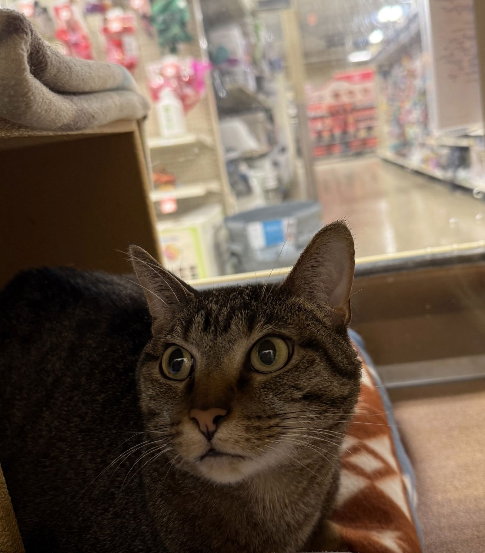 MOMO - Domestic Short Hair available for adoption