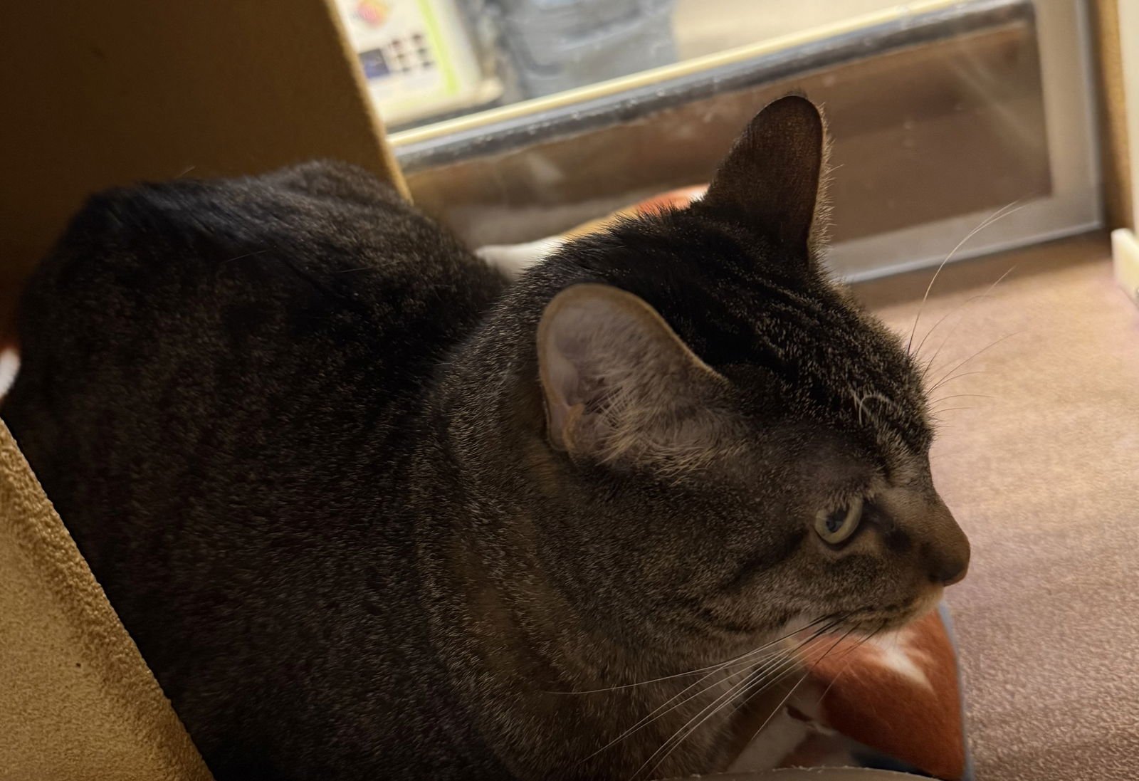 MOMO - Domestic Short Hair available for adoption