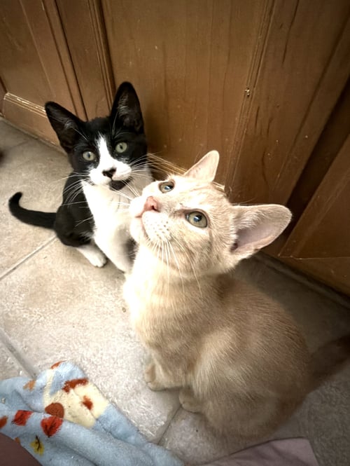 ELSIE AND FERDINAND ***BONDED PAIR*** - Domestic Short Hair available for adoption