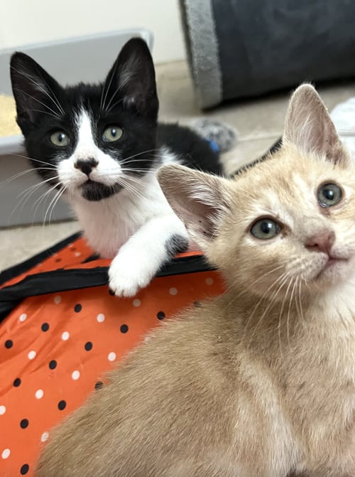 ELSIE AND FERDINAND ***BONDED PAIR*** - Domestic Short Hair available for adoption