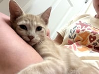 Elsie and Ferdinand ***Bonded Pair*** - Photo 6