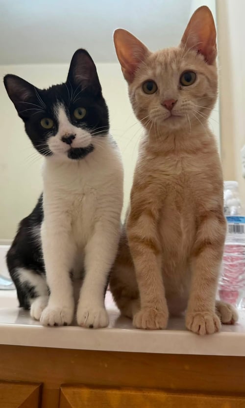 ELSIE AND FERDINAND ***BONDED PAIR*** - Domestic Short Hair available for adoption
