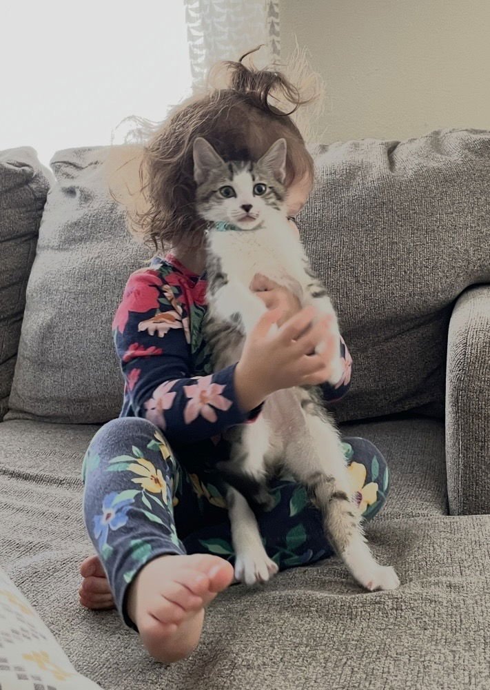 BUNZO & DAISY (BONDED BROTHERS) - Domestic Short Hair available for adoption