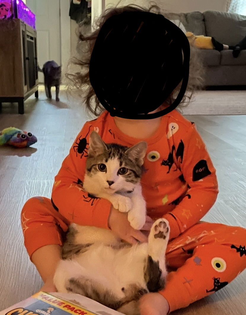 Bunzo & Daisy (bonded brothers) - Photo 4