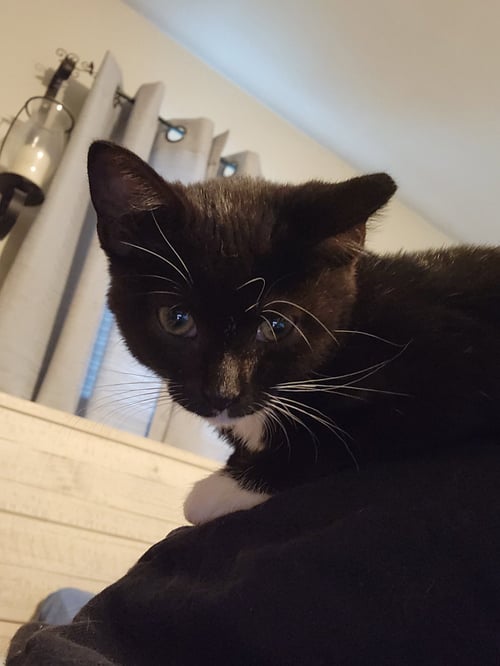 DORITOS - Domestic Short Hair available for adoption