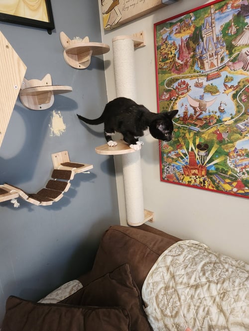 DORITOS - Domestic Short Hair available for adoption