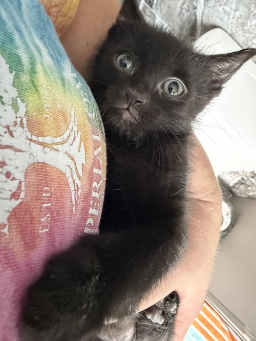 BUNKER - Domestic Short Hair available for adoption