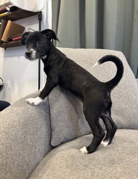 Stella - Photo 3
