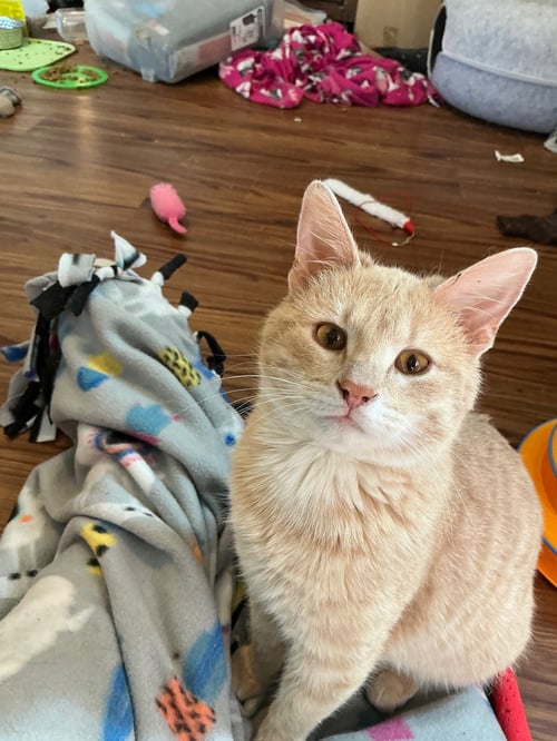 COLSTON - Domestic Short Hair available for adoption