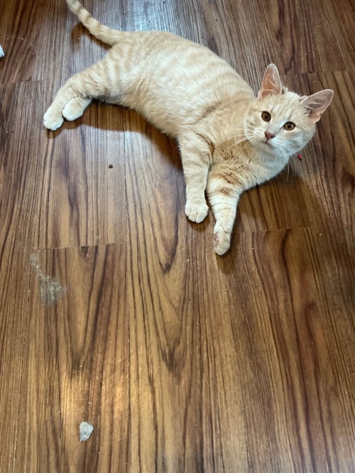 COLSTON - Domestic Short Hair available for adoption